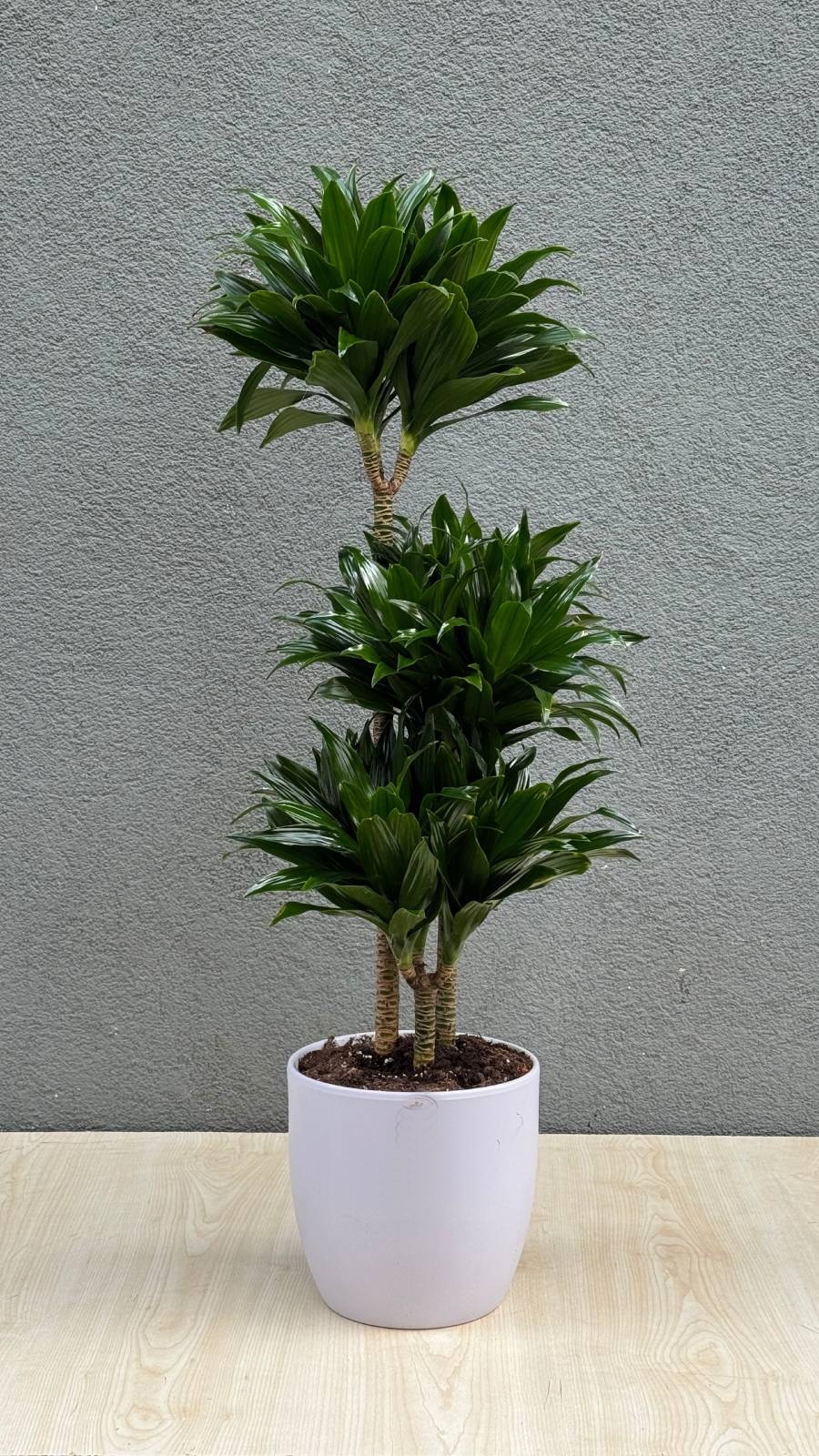 3 Gövdeli Dracaena Compacta