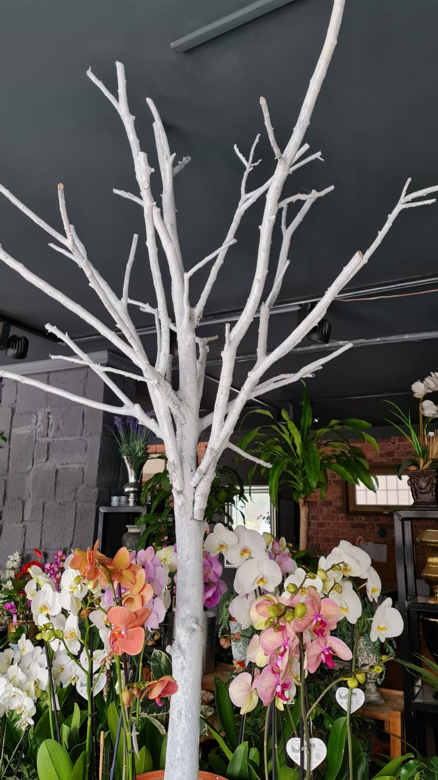 Kalın dallı dilek ağacı 