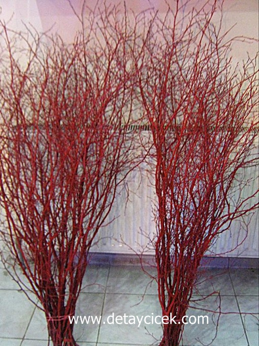 Kırmızı renkli salex dal