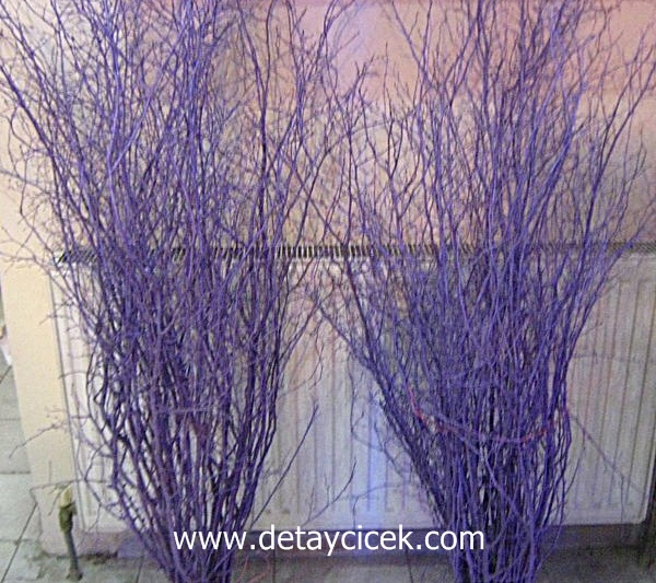 Mor renkli salex dal