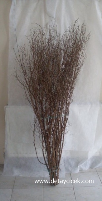 Doğal renli salex dal