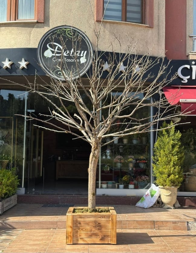 Büyük boy Dilek ağacı  