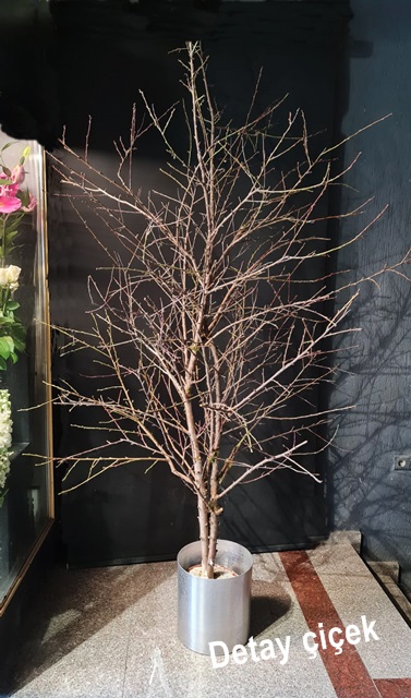 Doğal renk dilek ağacı