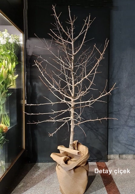 Doğal dilek ağacı